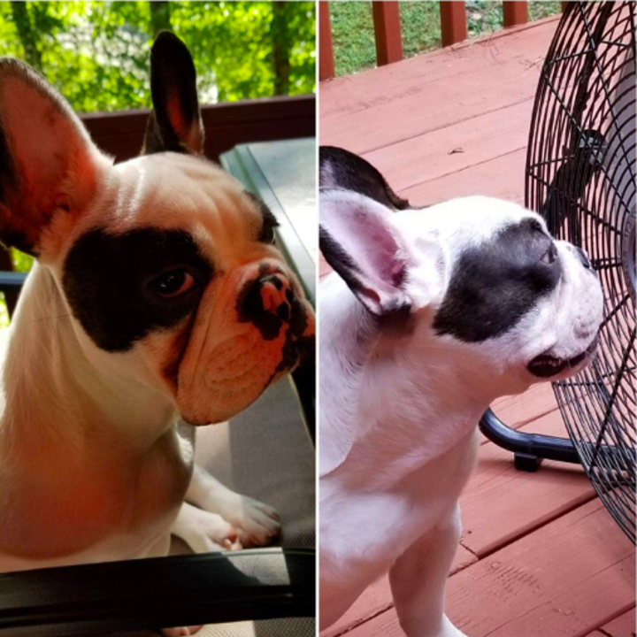 On the left, a Frenchie with a dark tear stain all along the side of his nose wrinkles. On the right, the pup with the stain completely gone
