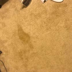 The carpet with three quarters of the stain faded