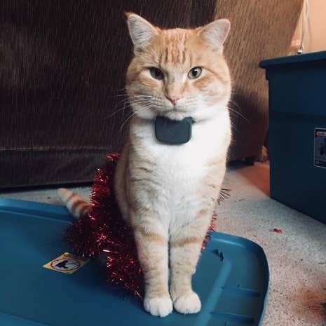 Whistle online cat collar