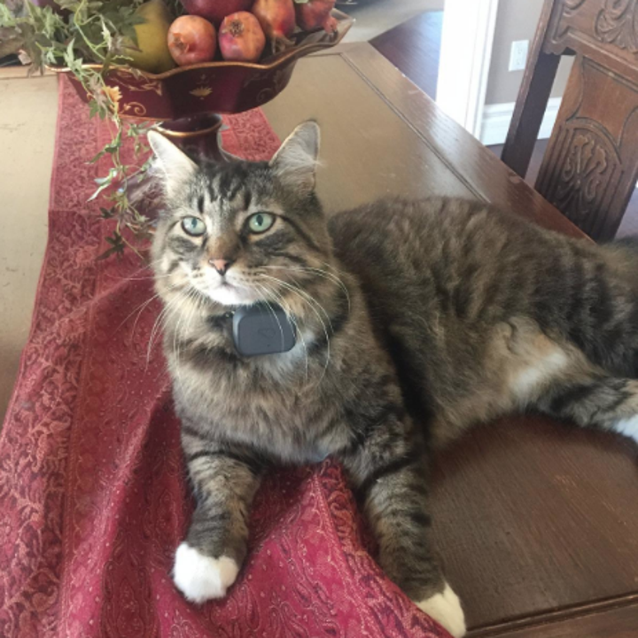 More Than 3 000 People Swear By This Gps Tracker For Their Cats
