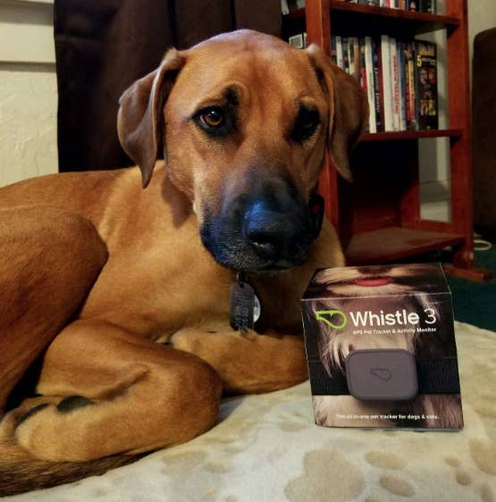 Whistle 3 sale