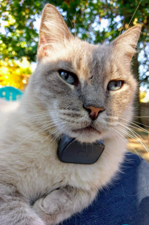 More Than 3 000 People Swear By This Gps Tracker For Their Cats