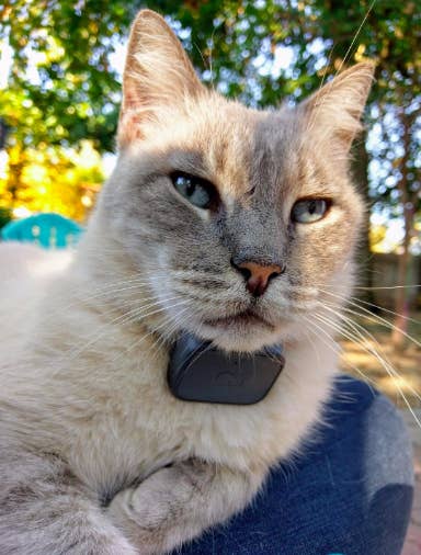 Whistle tracker hotsell for cats