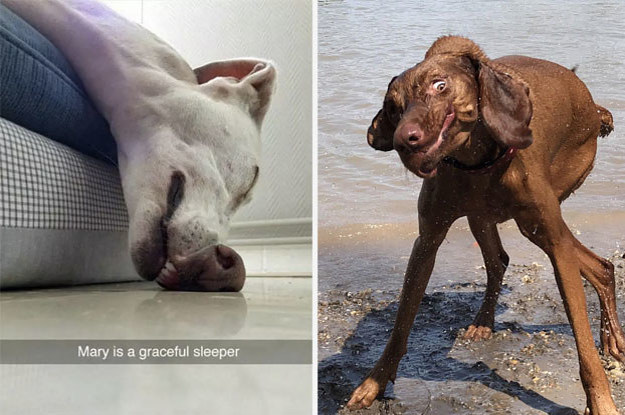 17 Dogs That'll Make You Say, "Uh, Is Your Dog Okay?"