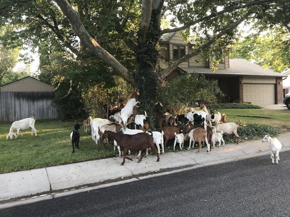 A Swarm Of Goats Got Loose And Descended On A Neighborhood
