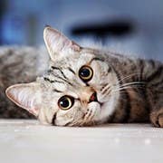 Which Disney Cat Are You