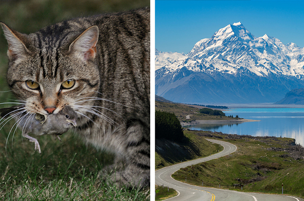 This New Zealand Town Is Considering A Ban On Cats To Protect Its Wildlife