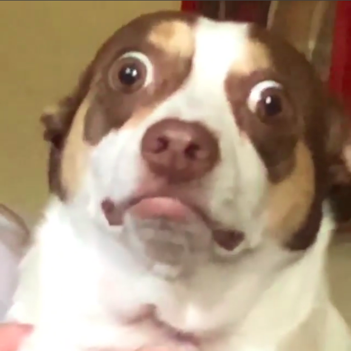 This Cranky Dog Is A New Memeaphor For All Of Our