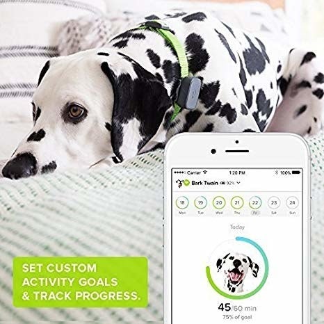 Gps Pet Whistle Not Tracking Whistle App Whistle Gps Dog Tracker