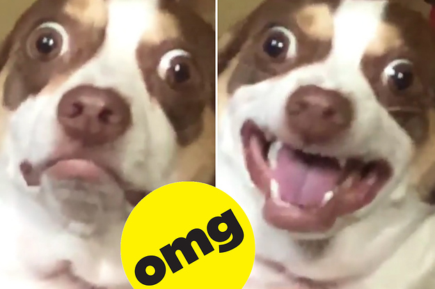 Meet Mr. Bubz, The Cranky Lil' Pupper Who Is Now A Meme Overlord