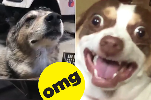 Here Are This Week's Heckin' Goodest Dog Posts