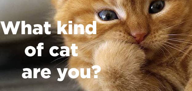 Animal Quizzes Animal Quizzes