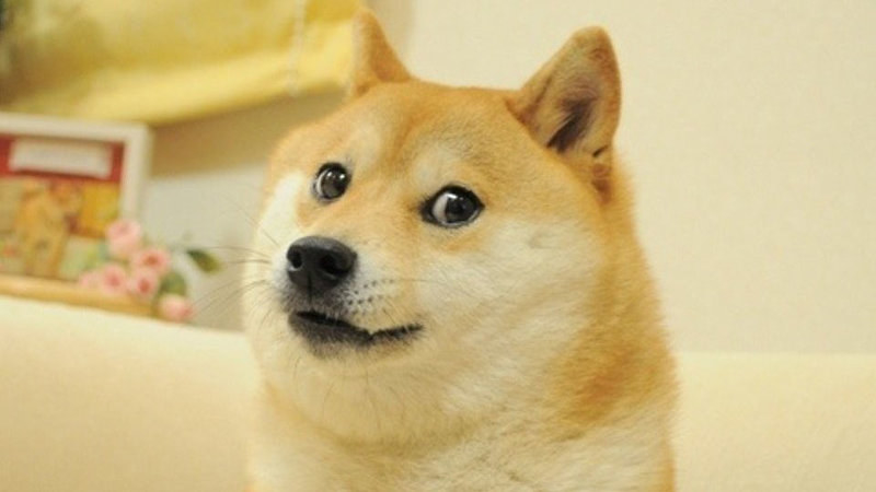 A Shiba Inu dog looking at the camera