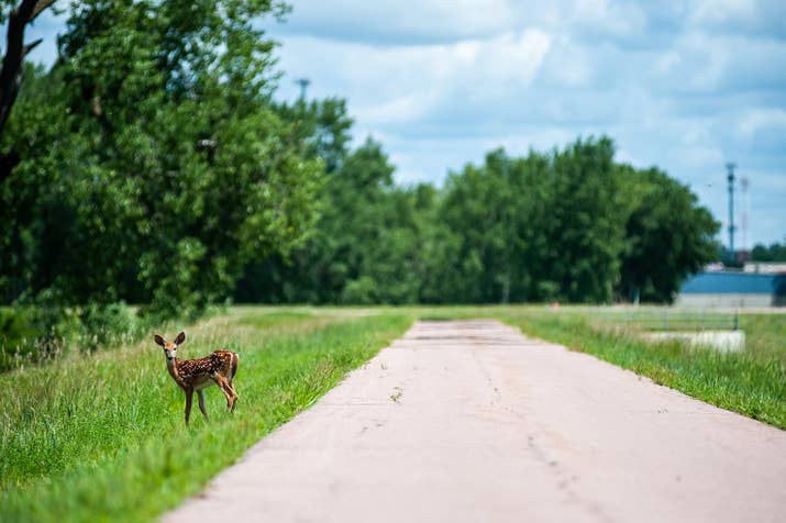 A white-tailed deer fawn along the bike path Maria Butina used in Sioux Falls.