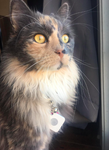 cat wears the square 