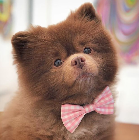 Dog dressed shop like paddington bear