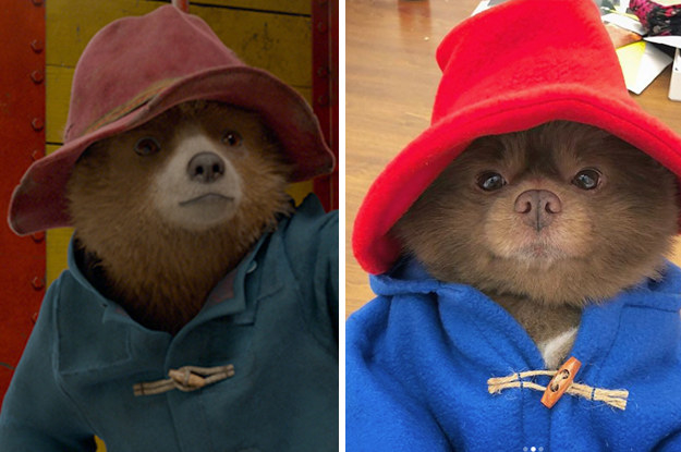 Dog dressed 2025 like paddington bear