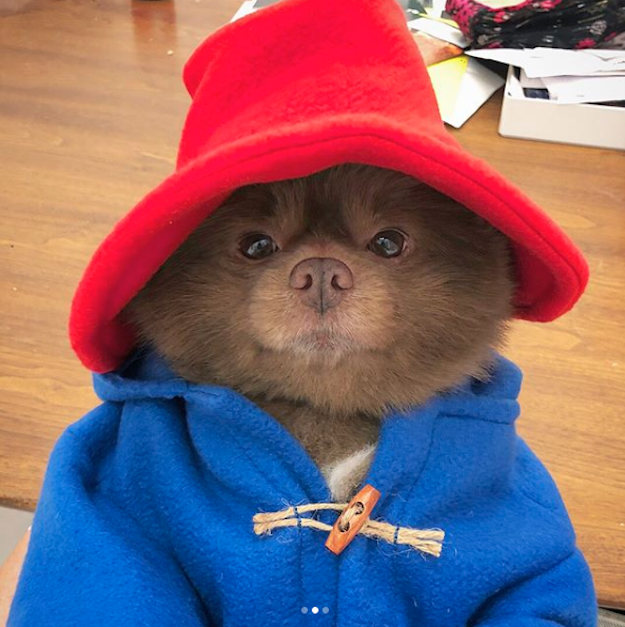 pomeranian dressed as paddington bear