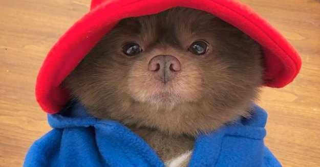 pomeranian paddington