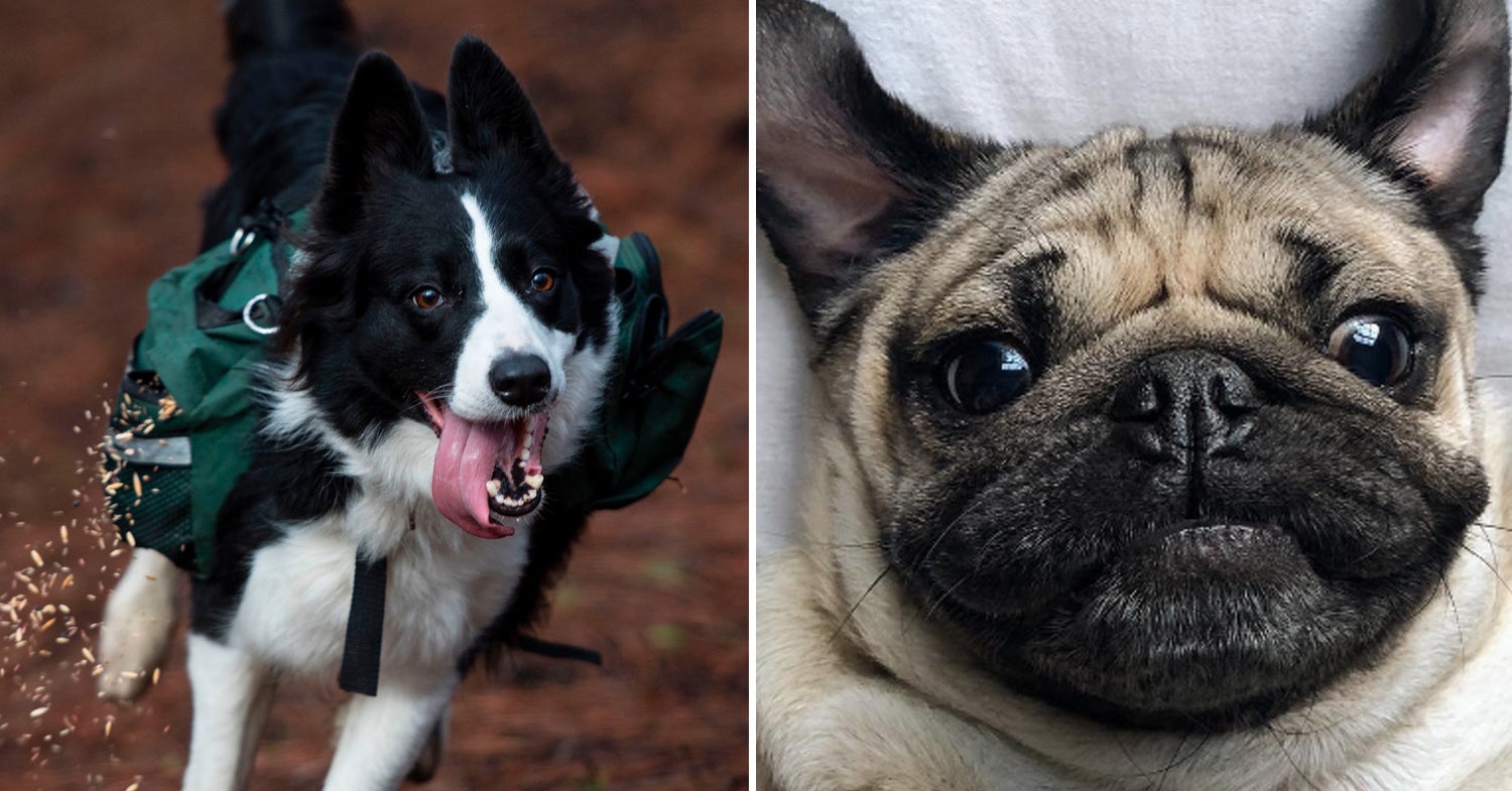 doggos doggo facts dogs surprised leave dog buzzfeed