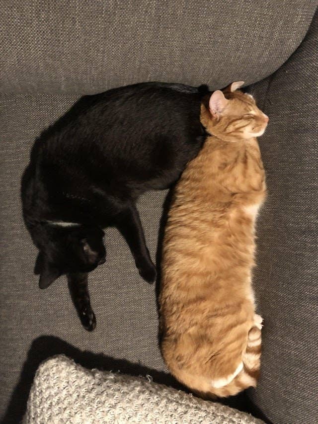 17 Reasons You Should Never Adopt A Black Cat