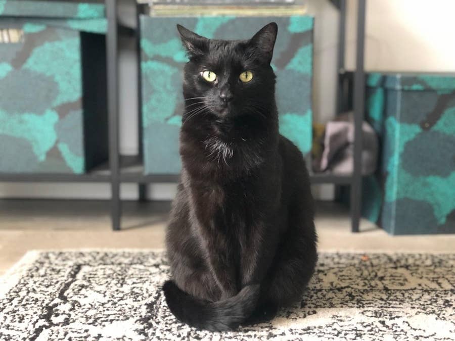 17 Reasons You Should Never Adopt A Black Cat