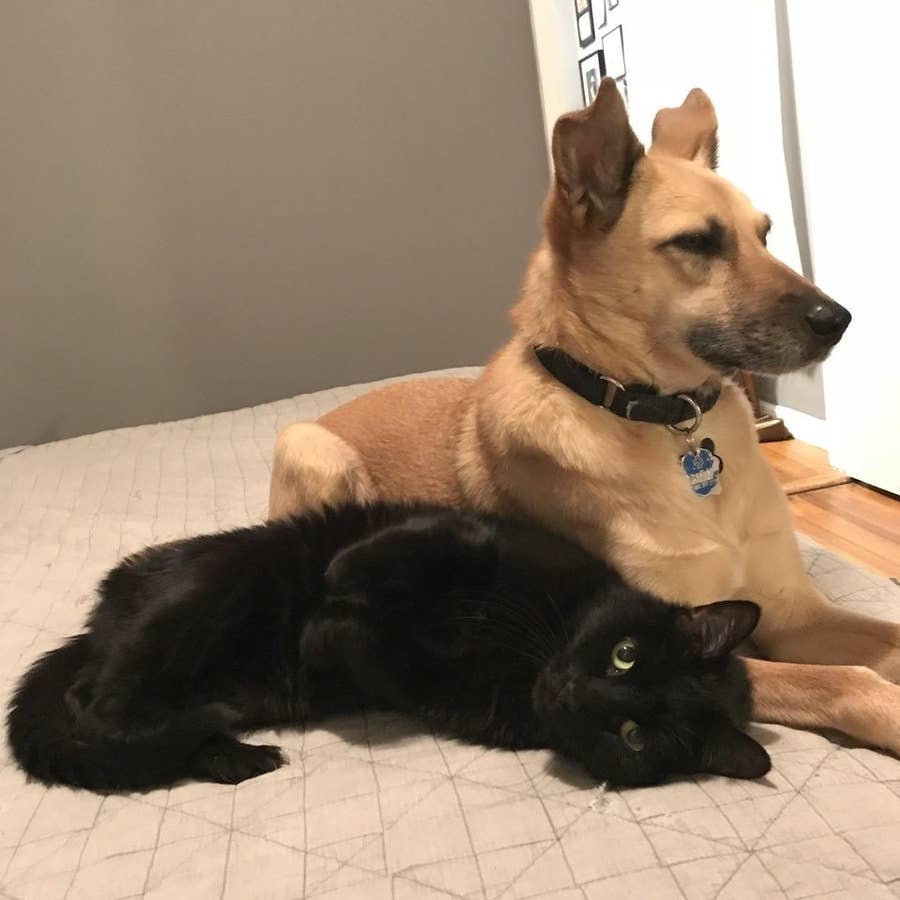 17 Reasons You Should Never Adopt A Black Cat
