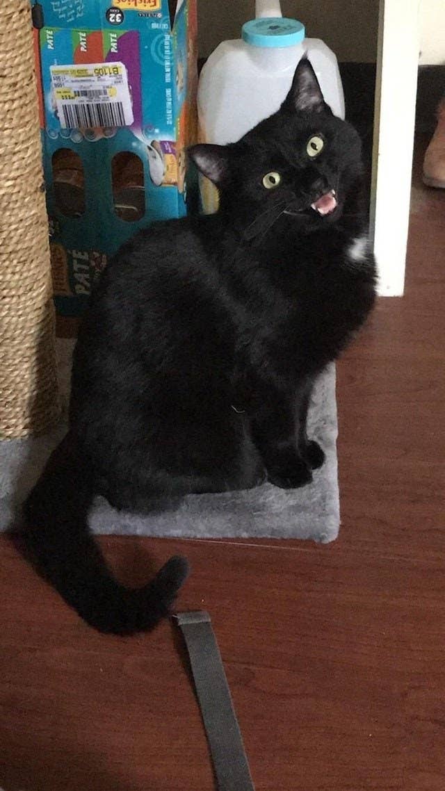 17 Reasons You Should Never Adopt A Black Cat