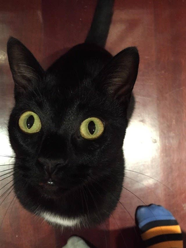 17 Reasons Why You Should Definitely Adopt A Black Cat