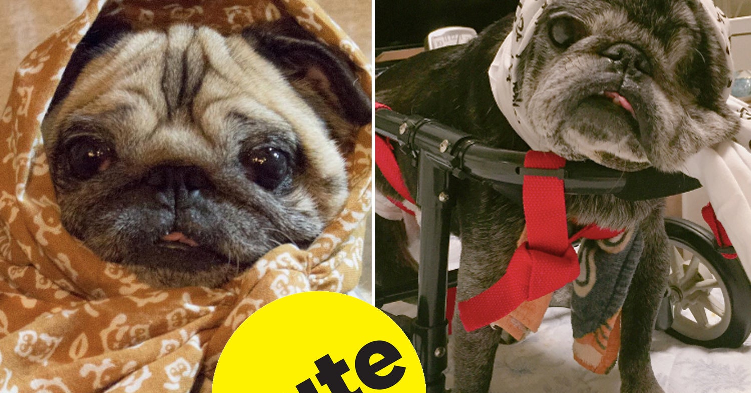 These Pugs Are Celebrating Japan's National Pug Day And OMG