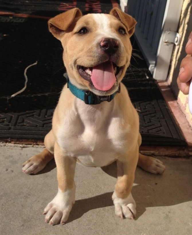 19 Pit Bull Mixes That Will Make You 
