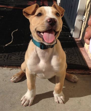 19 Pit Bull Mixes That Will Make You Scream I Want One
