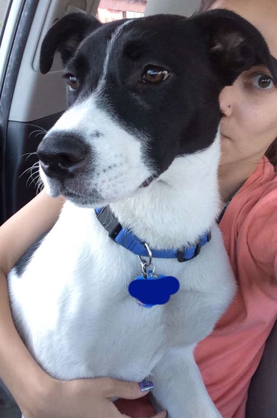how much should my border collie pit bull mix weigh