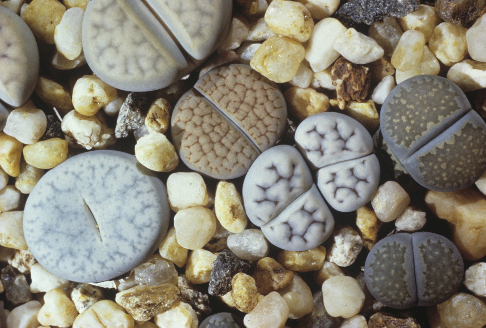 They're referred to as "Living Stones" for a reason.