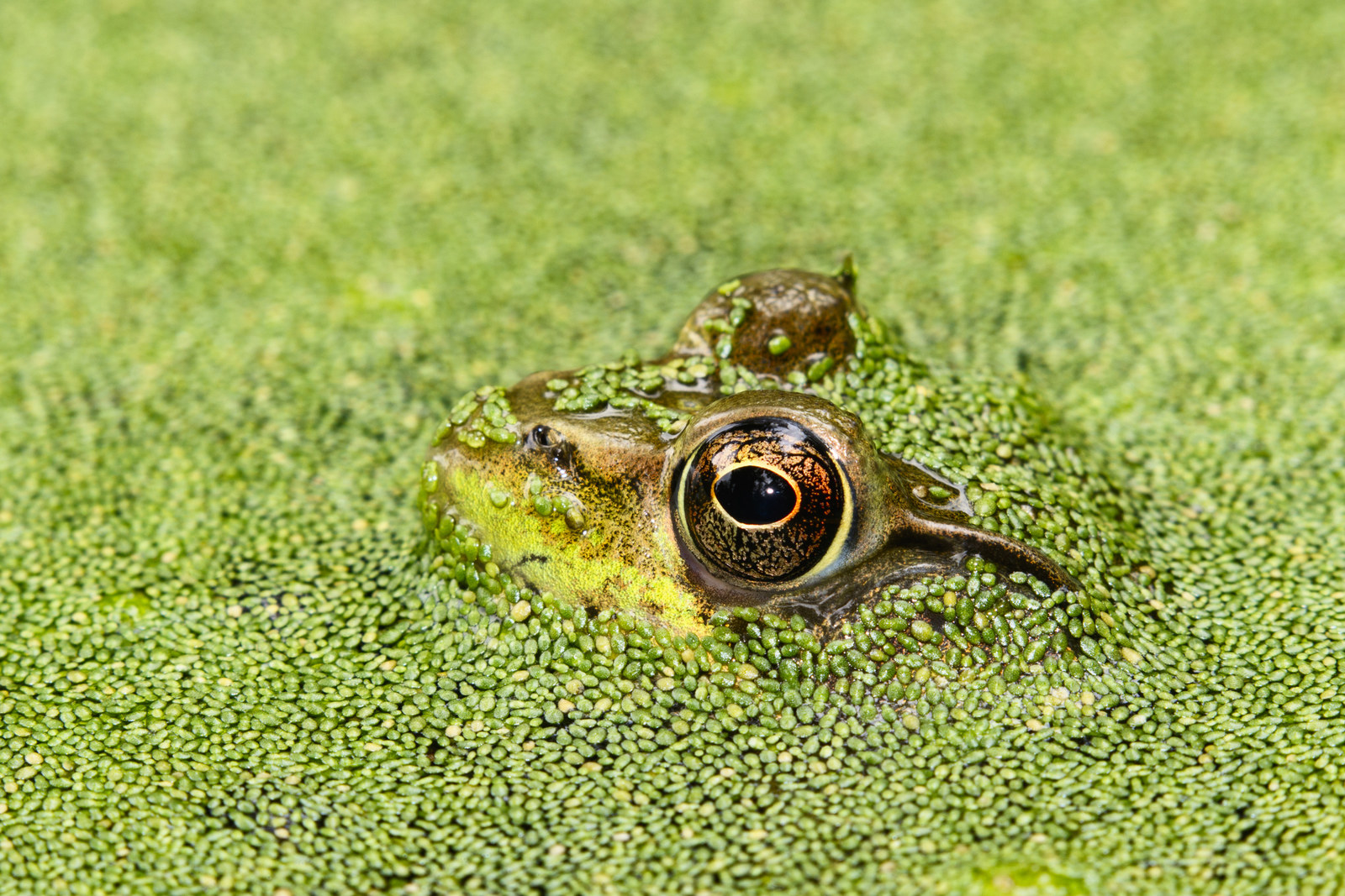 Yes, these little plants can be eaten by humans, insects, and animals alike.