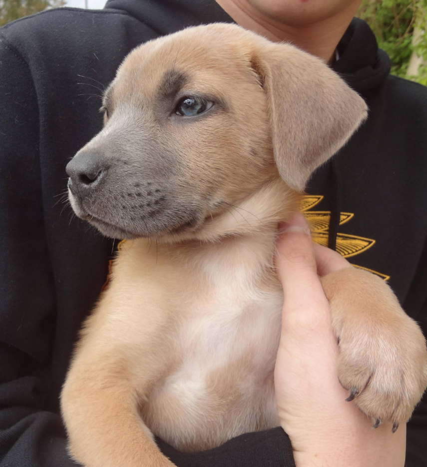 beagle pit mix puppy