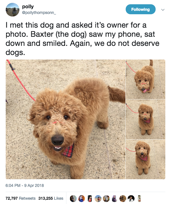 Sweet 16: Sixteen Funny Animal Tweets We Found On Twitter - I Can