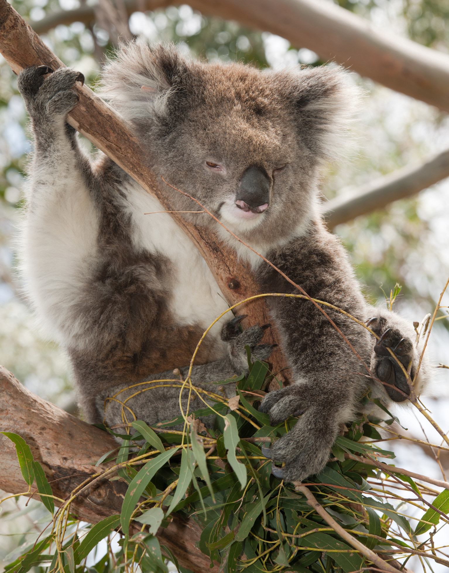 thirsty koala