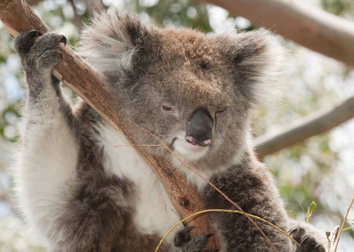 大切なお知らせ 日頃 コアラを応援してくださるファンの皆様へ 大切なお知らせ 日頃 コアラを応援してくださるファンの皆様へ