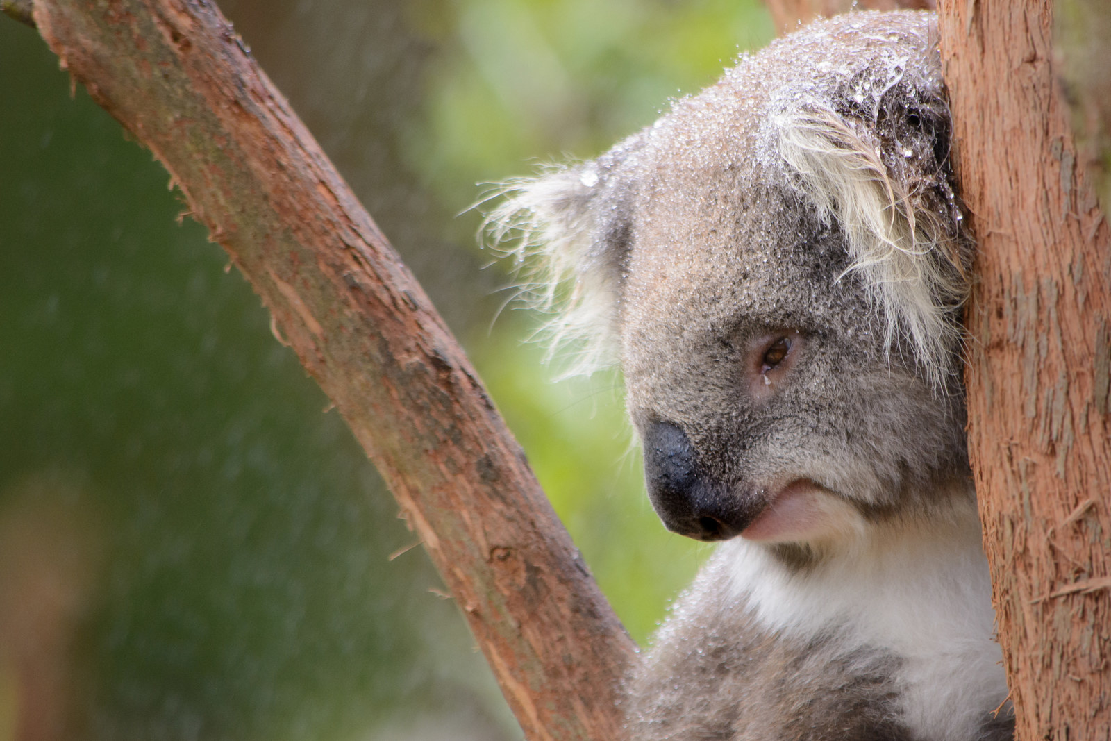 thirsty koala