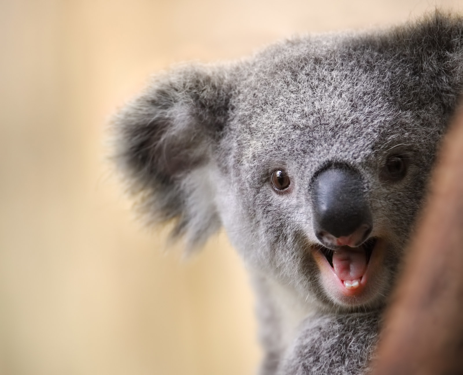 thirsty koala