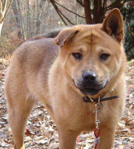 19 pit bull mixes that will make you