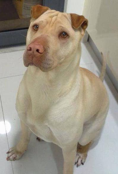 19 pit bull mixes that will make you