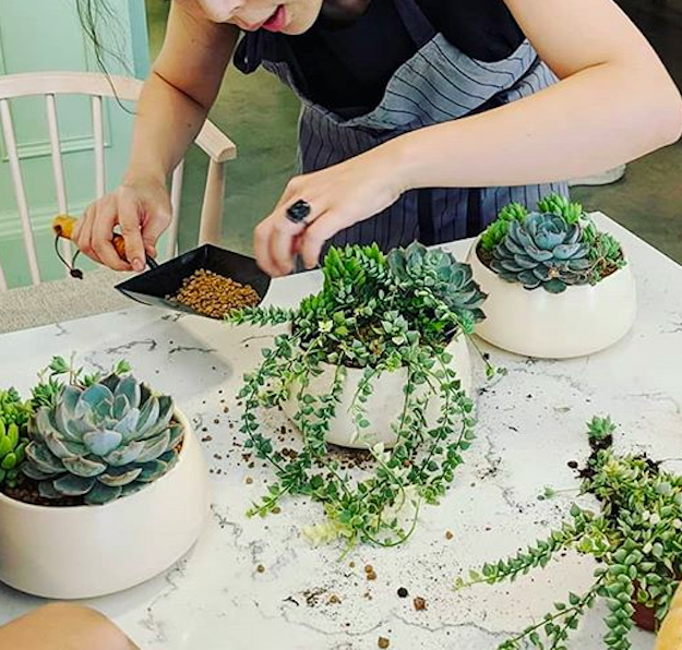 多肉植物をお世話するときに知っておきたい6つのこと 多肉植物をお世話するときに知っておきたい6つのこと