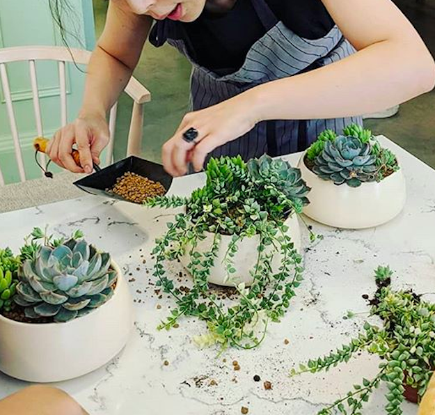 多肉植物をお世話するときに知っておきたい6つのこと