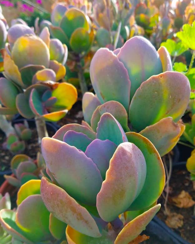 多肉植物をお世話するときに知っておきたい6つのこと