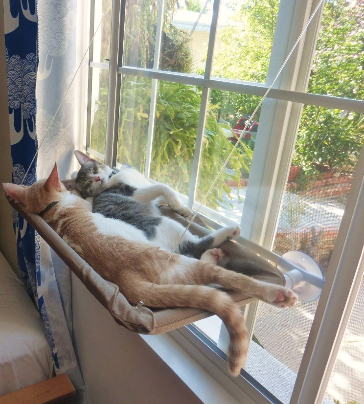 Гамак на присосках для кошек. Гамак для кота. Кошачий гамак на окно. Гамак для кошек на окно. Лежак для кошки на окно.
