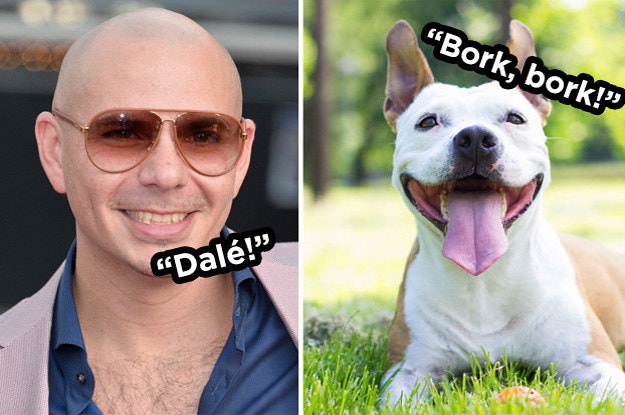 pitbull