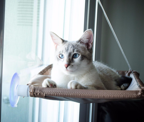 Everyone Needs To Stop What They Re Doing And Admire These Cats