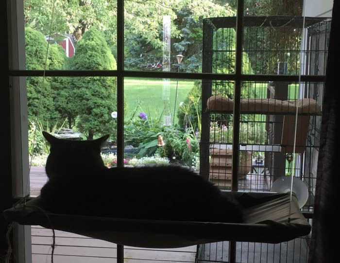 Everyone Needs To Stop What They Re Doing And Admire These Cats